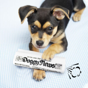 Squeaky Newspaper Dog Toy