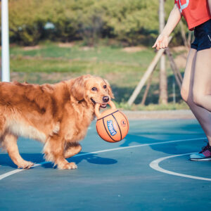 Jianbao Ball Dog Toy - Image 2