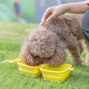 Collapsible Silicone Double Bowl for Cats & Dogs - Portable & Foldable - Image 4