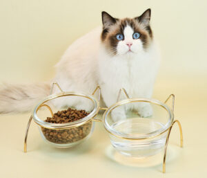 Glass Double Cat Bowl with Metal Rack