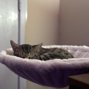 Desk-Attachable Ergonomic Cat Hammock – Cozy Kitten Bed - Image 2