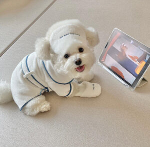 Luxury Hotel-Style Pet Bathrobe – Soft & Absorbent - Image 5